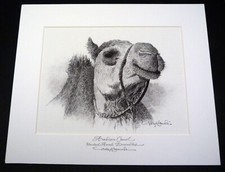 ALTAF DAMUDI signed print Arabian camel, United Arab Emirates