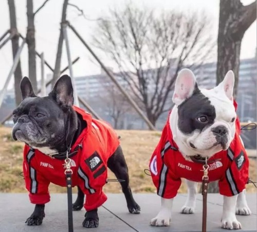 Brand new dog - new, coat