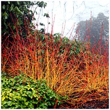 'Midwinter Fire' Dogwood / Cornus Sanguinea in 2L Pot Stunning Bark