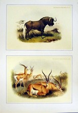 Old Vintage Print C1990 Mammals Grant'S Gazelle Black Wildebeest Colour 20th