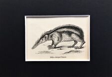 STRIPED TENREC - TINY! 1840s Antique Mounted Print - B&W Wood Engraving