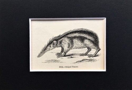 Striped tenrec tiny - striped, 1840s