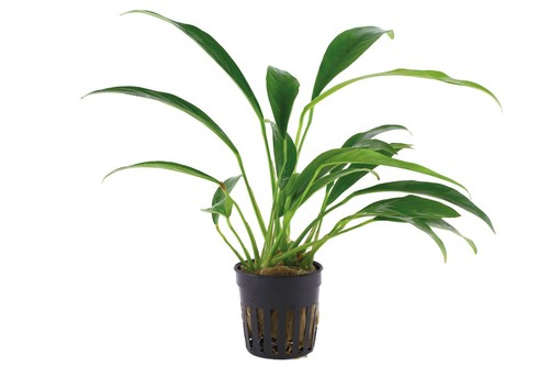 Anubias angustifolia tropica - angustifolia,