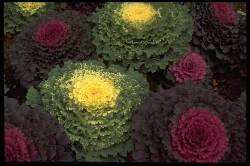 403011 ornamental cabbage - cabbage, a4