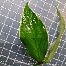 Hoya Polyneura albo Rooted