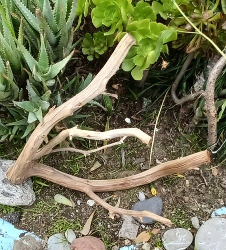 Large driftwood manzanita - driftwood,