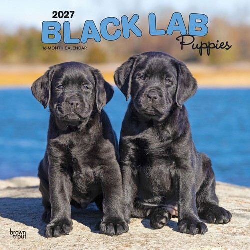 Black labrador retriever - labrador,