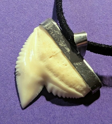 Very nice mounted shark - very, tooth