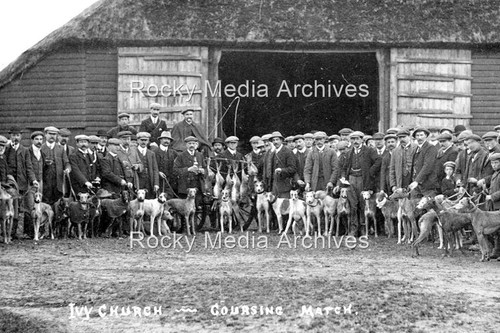 Anm greyhounds coursing - greyhounds,