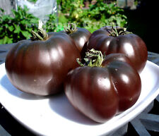VEGETABLE SEEDS TOMATO BLACK -