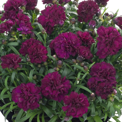 Carnation sunflor beetle - carnation,