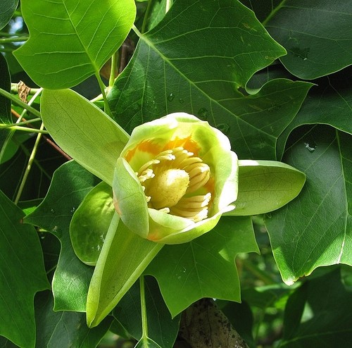Photo 6x4 tulip tree - 6x4,