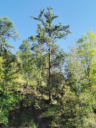 Chihuahua white pine - pine, tree