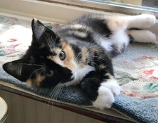 C6 Card: "Adorable Calico