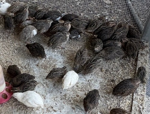 Quail