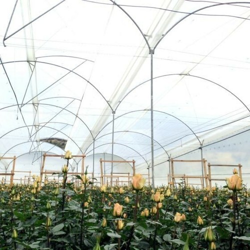Agtec greenhouse film year - 4,