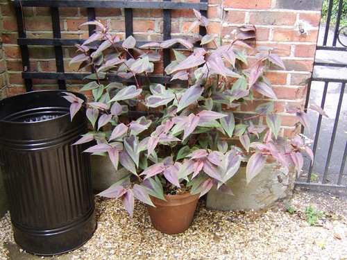Persicaria red dragon - red, pots