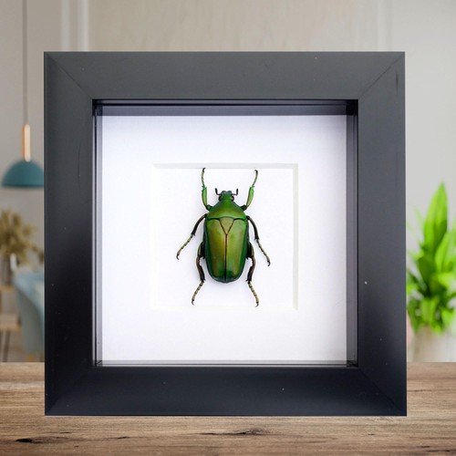 Framed green flower - , beetle