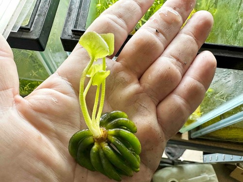 Nymphoides aquatica - 2, x