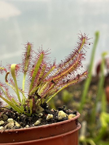 Sundew drosera capensis - drosera,