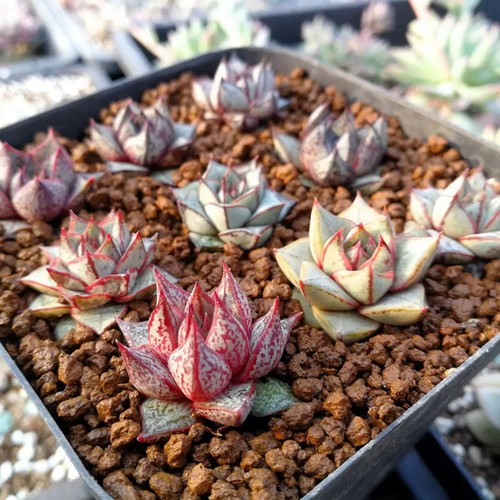 Echeveria purpusorum white - purpusorum,