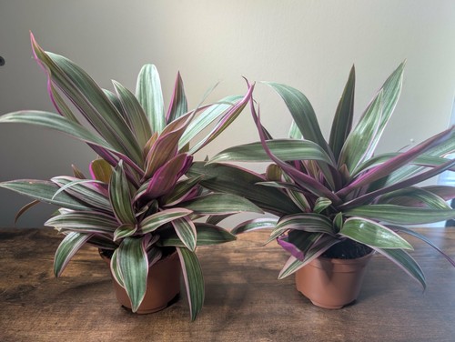 Tradescantia spathacea