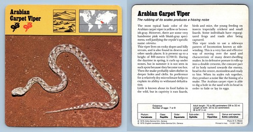 Arabian carpet viper - viper,