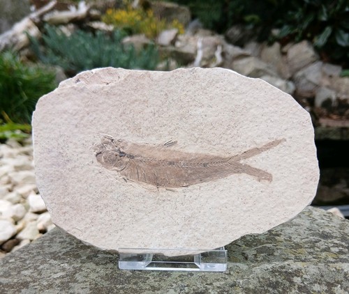 Fossil fish green - , river