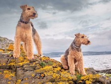 Greetings card Approx 8 X 6”