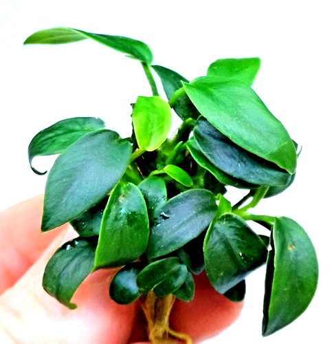 Anubias nana bonsai live - x,