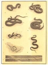 SNAKES. Milk Snake Copperhead Blacksnake Rattlesnake Water Ribbon Garter 1907