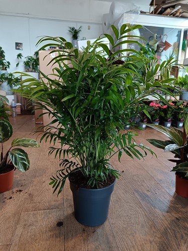 Chamaedorea elegans parlour - elegans, 'parlour
