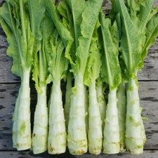 50 Chinese Stem Lettuce Seeds