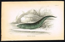 1843 Jardine Fish Print –