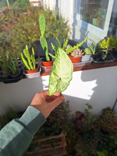 Syngonium pixie arrowhead - syngonium,