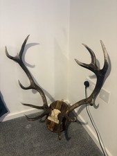 Large Red Deer Stag Antlers Horn pair on skull