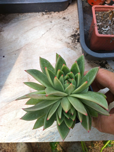 Live echeveria succulent - echeveria,