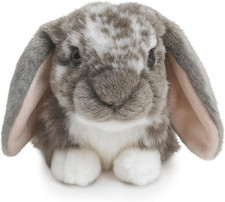 Grey Dutch Lop Eared Rabbit