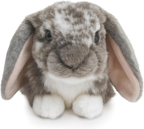 Grey dutch lop - lop, eared