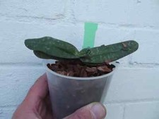 Rare Paphiopedilum Greyi x S