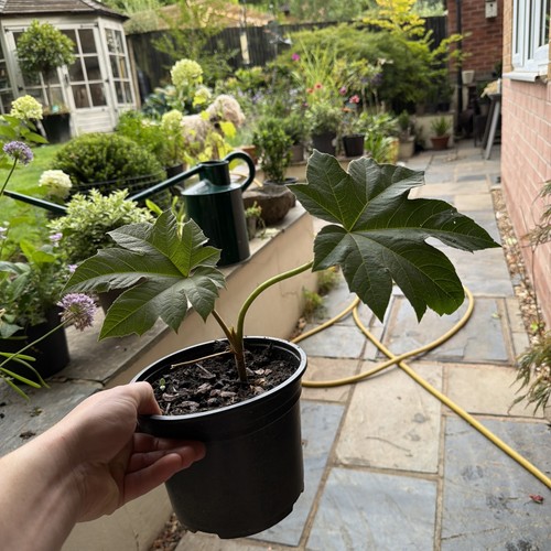 Tetrapanax papyrifer rex plant - tetrapanax,