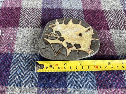 Septarian slab large natural - septarian,