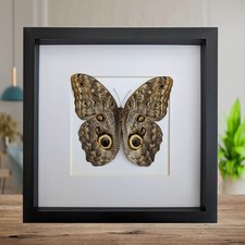 Framed Caligo Illioneus