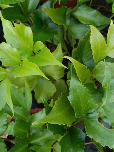Cyrtomium falcatum ferns