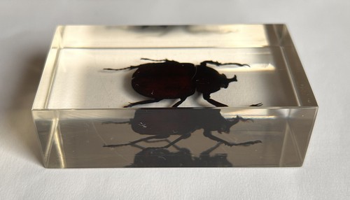Real insect rhinoceros - real, (rhinoceros