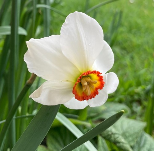 Daffodil narcissus - 30, or