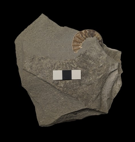 Unprepared asteroceras - unprepared,