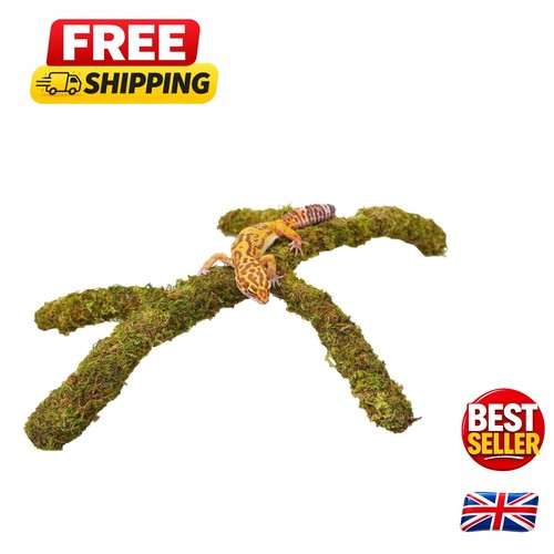 Natural forest moss climbing - forest,