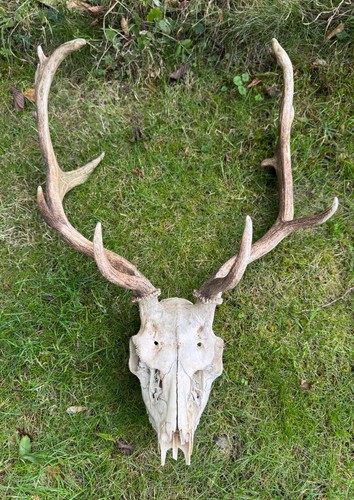 Stag deer antlers - stag, &