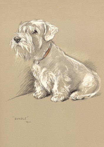 Sealyham terrier dog greeting - dog,